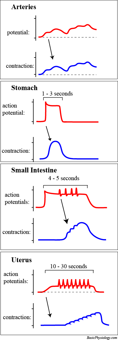 Four examples of smooth muscles action potentials and contractions